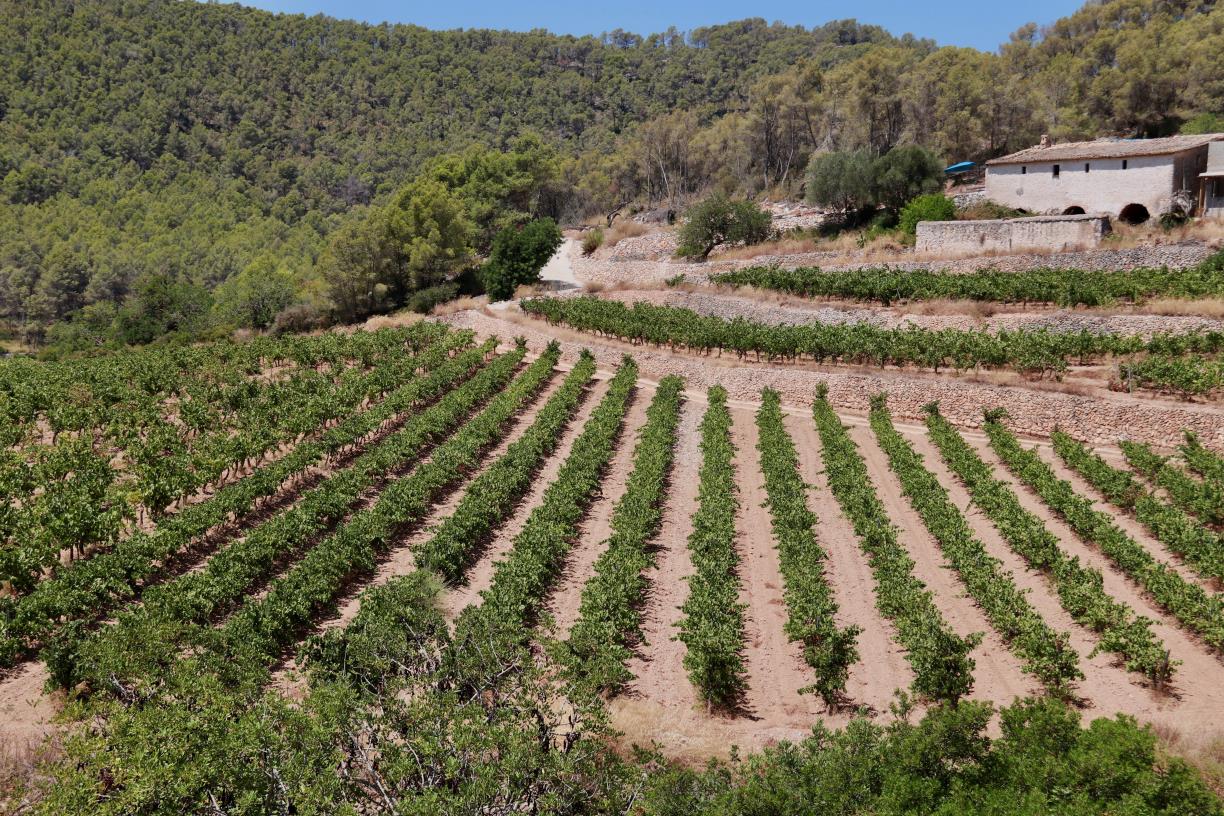 Sant Pere de Ribes lidera la creació d’un Espai Agrari a la Plana del Garraf per preservar i ajudar la pagesia. ACN