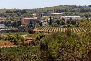 Sant Pere de Ribes lidera la creació d’un Espai Agrari a la Plana del Garraf per preservar i ajudar la pagesia