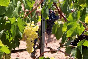 Sant Pere de Ribes lidera la creació d’un Espai Agrari a la Plana del Garraf per preservar i ajudar la pagesia