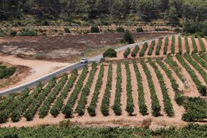 Sant Pere de Ribes lidera la creació d’un Espai Agrari a la Plana del Garraf per preservar i ajudar la pagesia