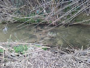 Santa Margarida i els Monjos denuncia un abocament il·legal d’amiant al riu Foix i obre una investigació. EIX