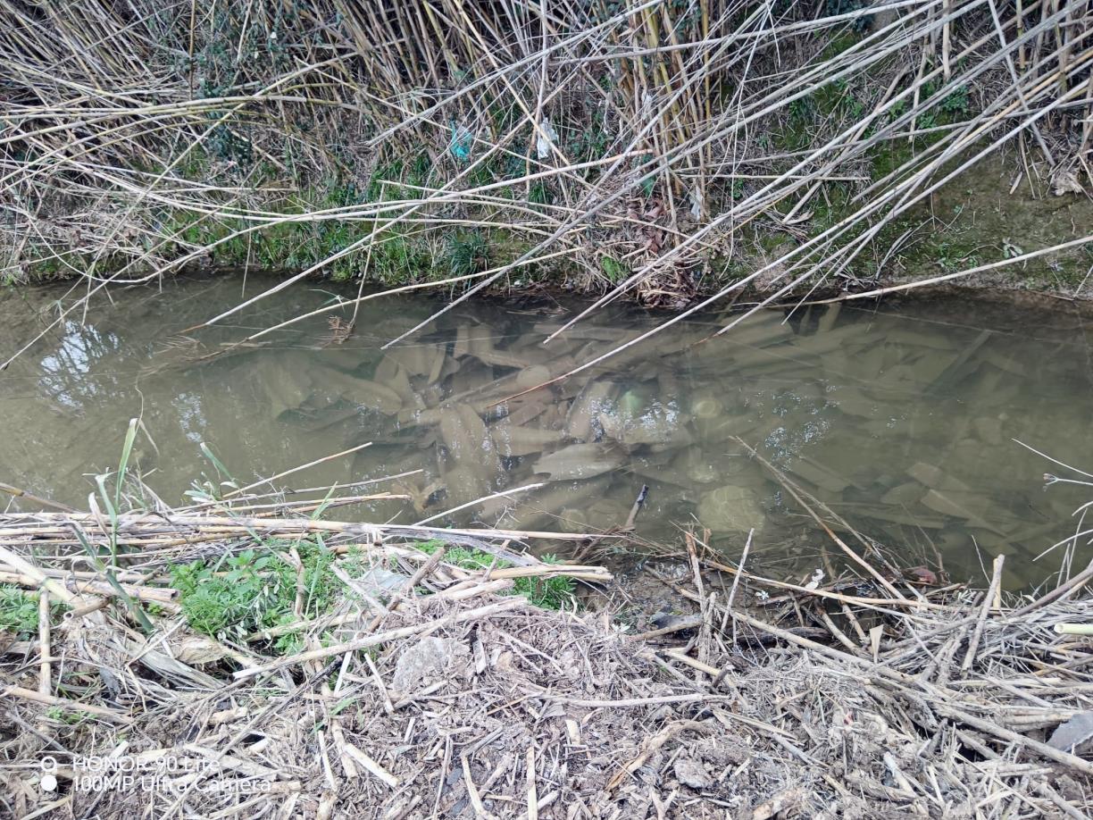 Santa Margarida i els Monjos denuncia un abocament il·legal d’amiant al riu Foix i obre una investigació. EIX