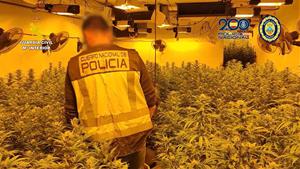 Set detinguts en el desmantellament de plantacions il·legals de marihuana a Calafell, Cunit i Roda de Berà. ACN