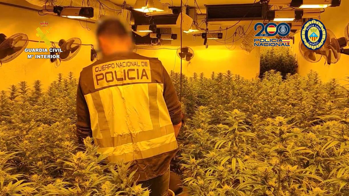 Set detinguts en el desmantellament de plantacions il·legals de marihuana a Calafell, Cunit i Roda de Berà. ACN