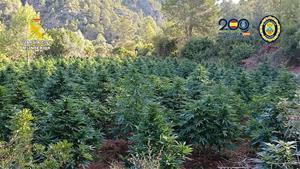 Set detinguts en el desmantellament de plantacions il·legals de marihuana a Calafell, Cunit i Roda de Berà