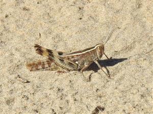 Tercer cens de llagost de litoral a la Platja de Ribes Roges. La Foixarda