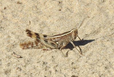 Tercer cens de llagost de litoral a la Platja de Ribes Roges. La Foixarda