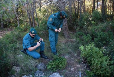Un agent de la Unitat del Seprona de la Guàrdia Civil recollint rams de llentiscle tallats de forma il·legal . ACN / Mar Rovira