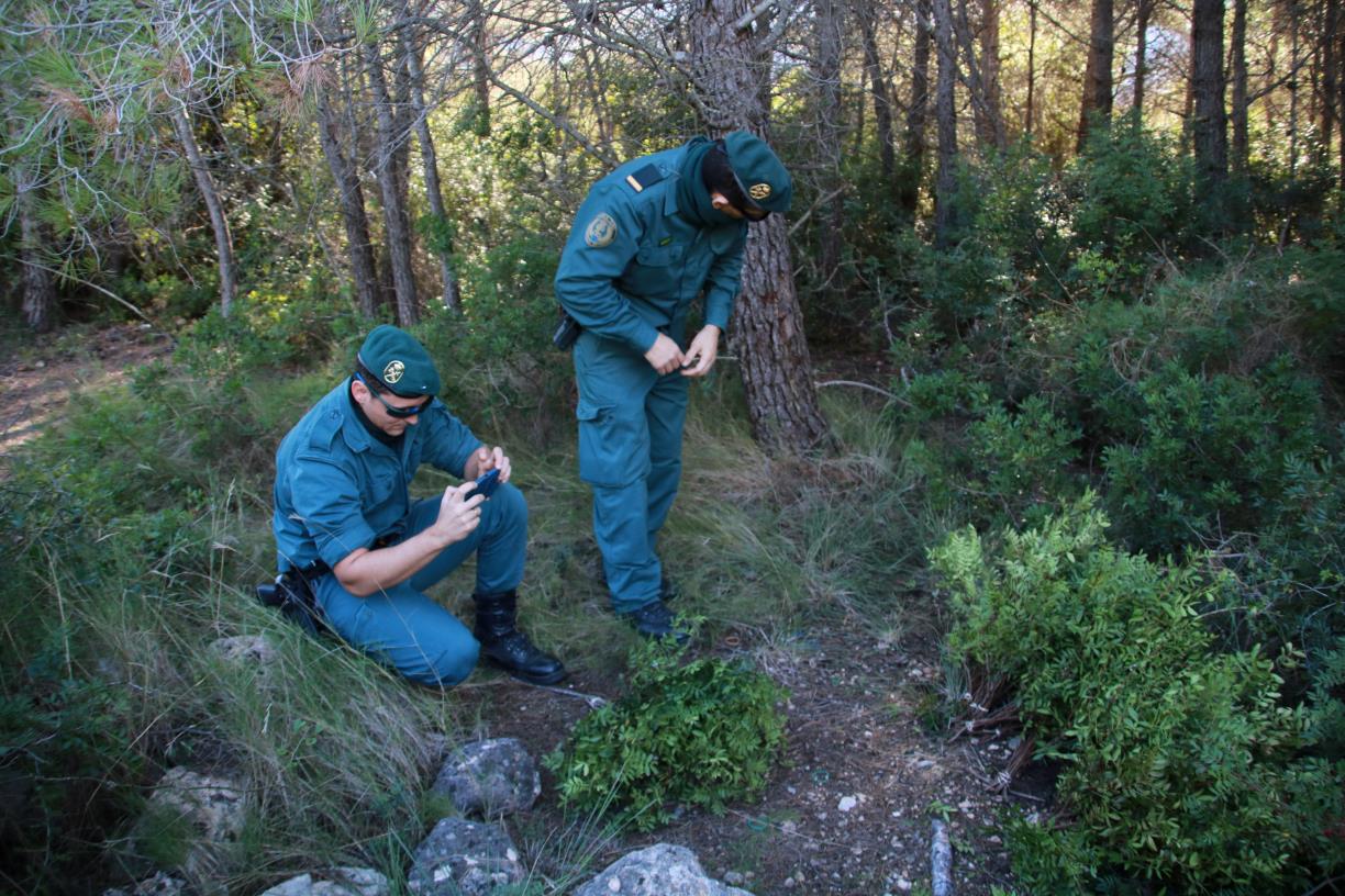 Un agent de la Unitat del Seprona de la Guàrdia Civil recollint rams de llentiscle tallats de forma il·legal . ACN / Mar Rovira