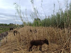 Un ramat de rucs per combatre la canya americana: prova pilot amb èxit al Penedès. GEPEC