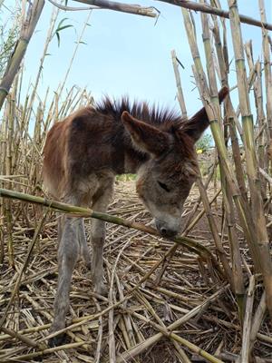 Un ramat de rucs per combatre la canya americana: prova pilot amb èxit al Penedès