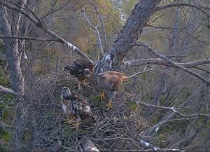 Una parella d’astors recupera un territori abandonat al Parc del Garraf. Diputació de Barcelona