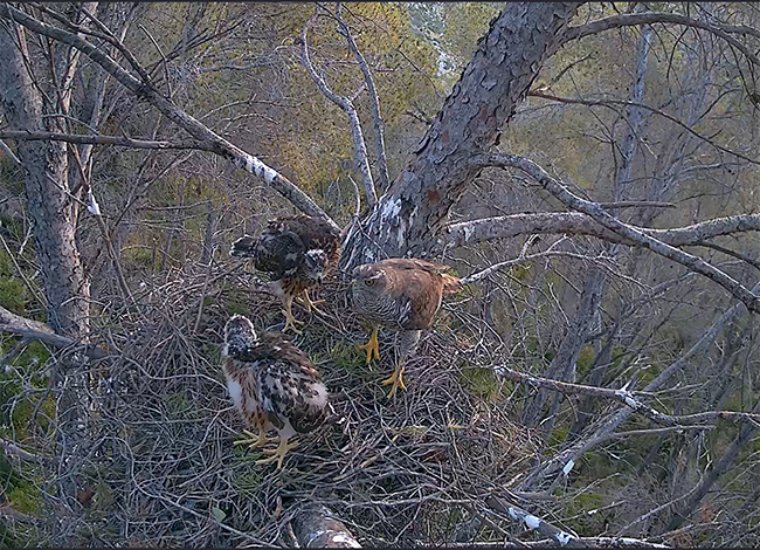 Una parella d’astors recupera un territori abandonat al Parc del Garraf. Diputació de Barcelona