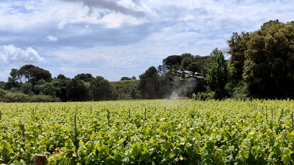 Una prova pionera al Penedès valida l’ús de drons per combatre la Lobesia botrana amb feromones. EIX