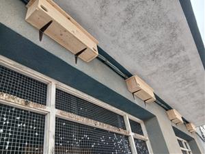 Vilafranca instal·la caixes niu per protegir el falciot i gestionar la població de coloms. Ajuntament de Vilafranca