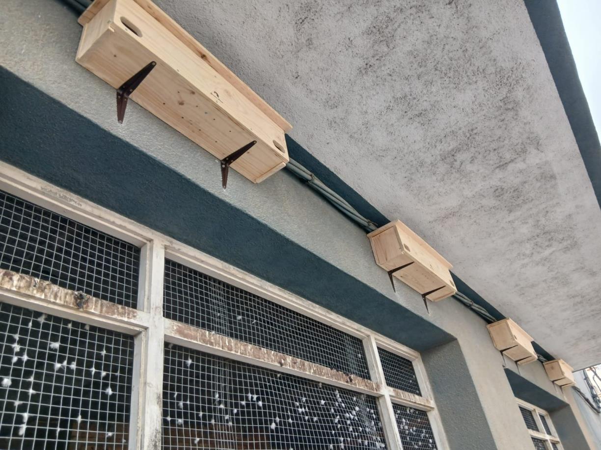 Vilafranca instal·la caixes niu per protegir el falciot i gestionar la població de coloms. Ajuntament de Vilafranca