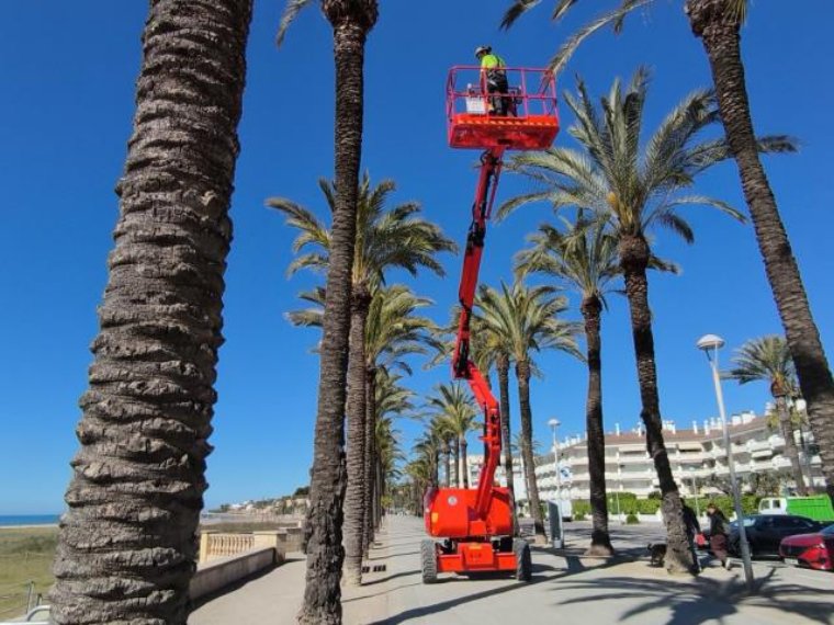 Vilanova i la Geltrú revisa més de 500 palmeres per garantir-ne la seguretat i l’estat de salut. Ajuntament de Vilanova