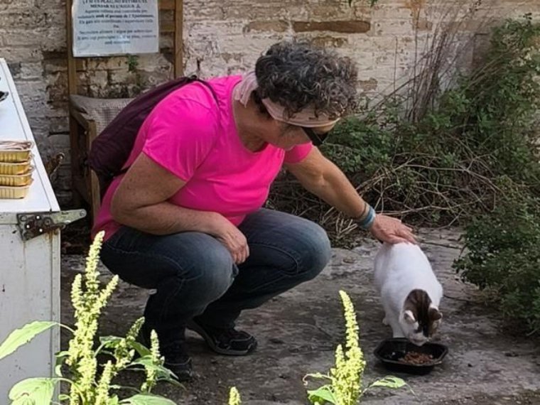 Vilanova reforçarà la gestió de les colònies felines amb serveis propis d’esterilització i atenció veterinària. Ajuntament de Vilanova