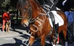 Tres Tombs 2016 de Vilanova i la Geltrú