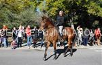 Tres Tombs 2016 de Vilanova i la Geltrú