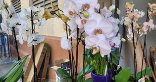 LA FLORISTERIA DEL MERCAT