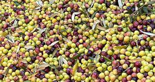 CELLER DE VITICULTORS