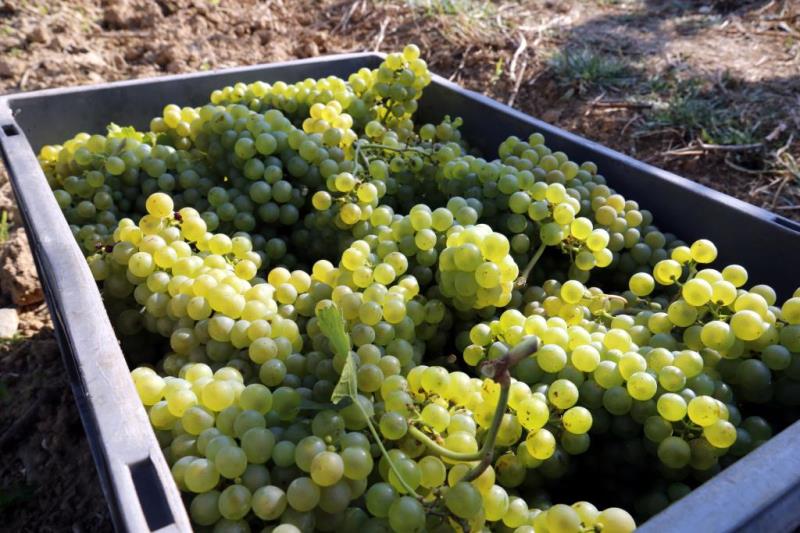 Quina hauria de ser la prioritat per assegurar el futur del cava i la vinya al Penedès?